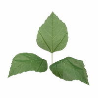 Birke-Blätter klein 24 Blätter, 10x7cm L24cm Birkenblätter