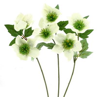 3x Christrosen vanille, lang mit je 2 Blüten, L 40cm Helleborus, Schneerose