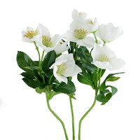 3x Christrosen cremeweiß, mit je 2 große + 1 kleine Blüte, L35cm Helleborus