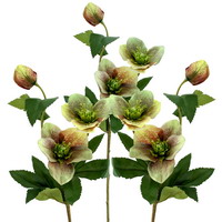 3x Christrosen grün/bordeaux mit je 2 großen Blüten + 1 Knospe, L57cm Helleborus