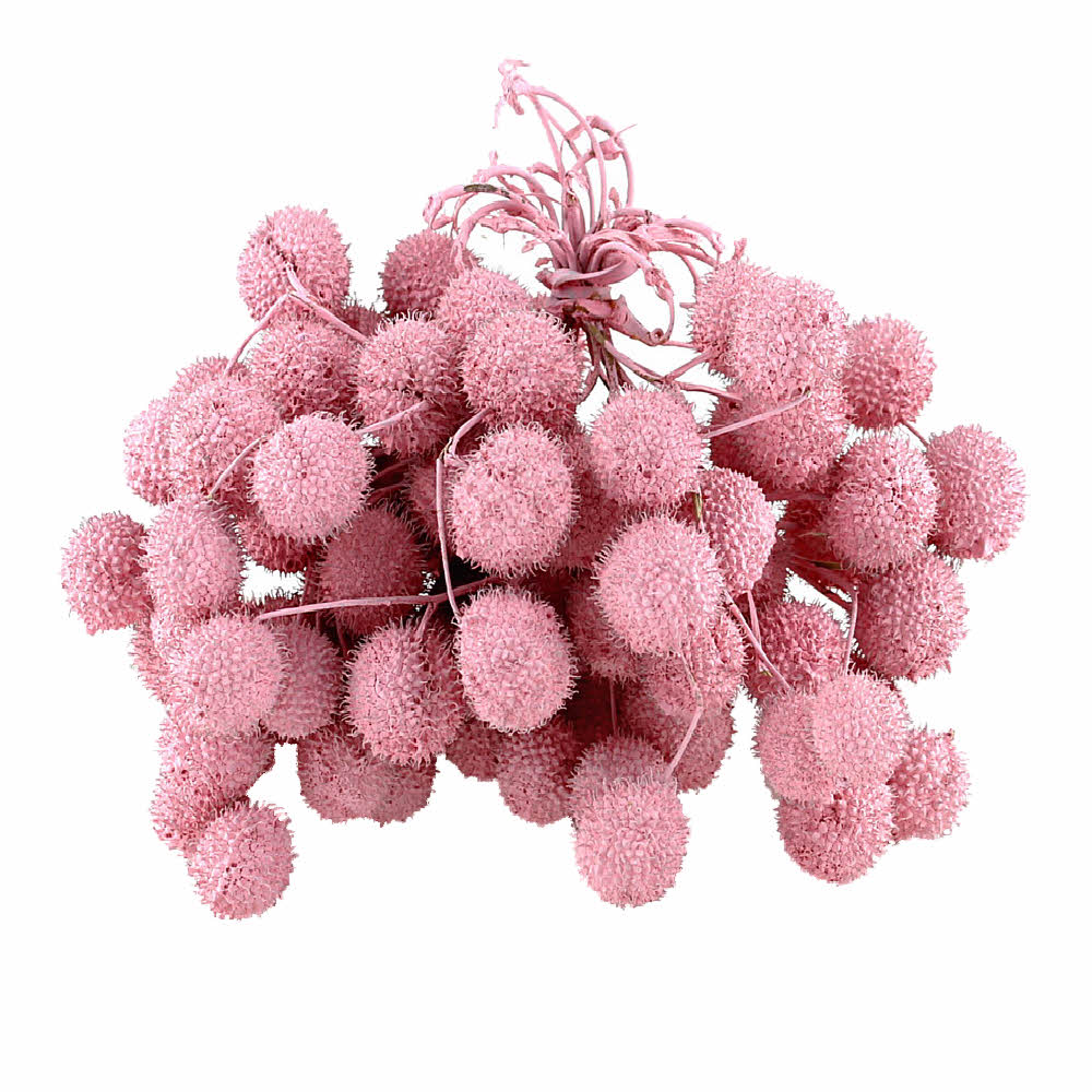 Platanen Früchte im Bund, Zweige mit bis zu 5 Bällen !!! pink/rosa